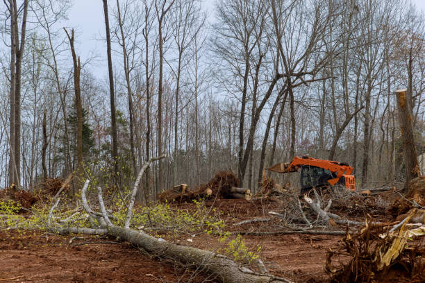 Best Fruit Tree Pruning  in Hackberry, TX