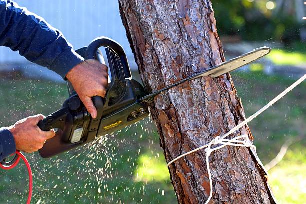 How Our Tree Care Process Works  in  Hackberry, TX