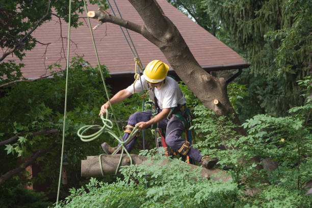 Lawn Pest Prevention in Hackberry, TX