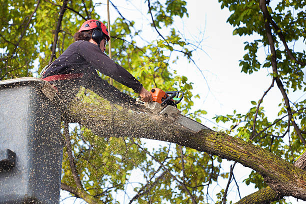 Best Utility Line Clearance  in Hackberry, TX