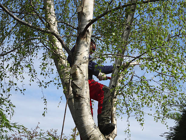 Best Storm Damage Tree Cleanup  in Hackberry, TX