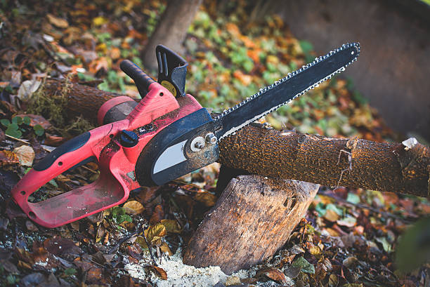 Best Hedge Trimming  in Hackberry, TX